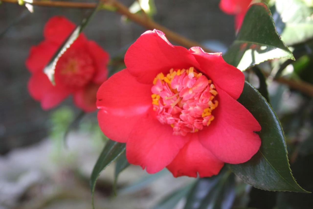 OggebioLa Camelia D'Oroアパートメント エクステリア 写真