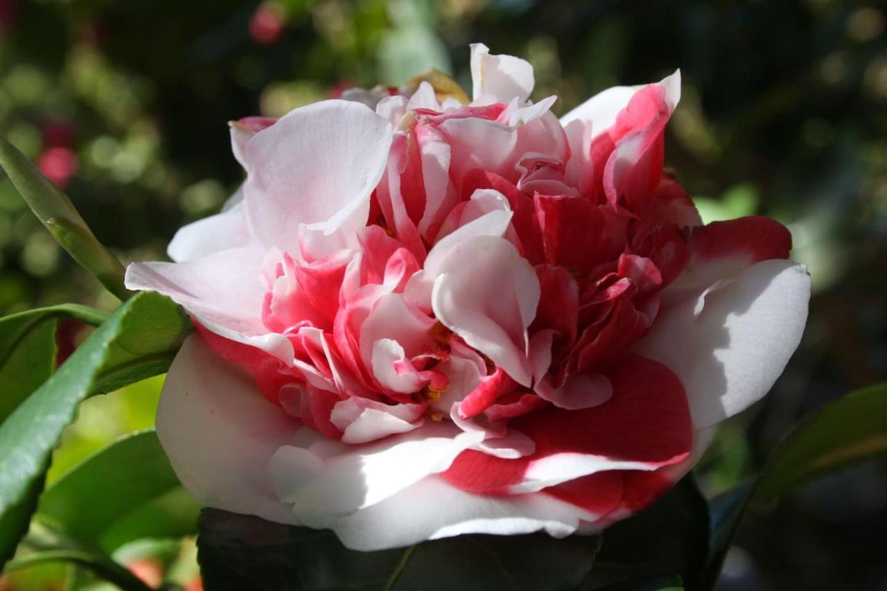 OggebioLa Camelia D'Oroアパートメント エクステリア 写真