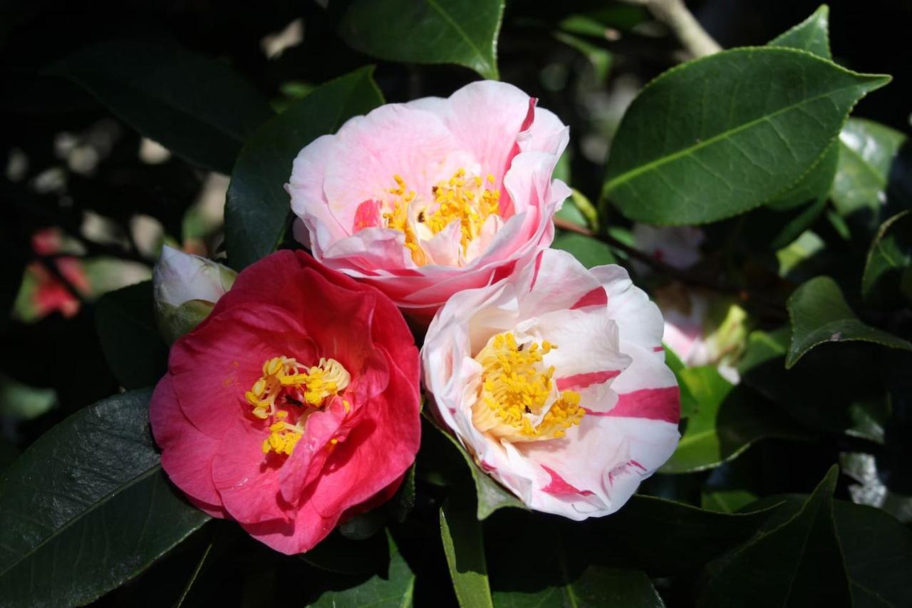 OggebioLa Camelia D'Oroアパートメント エクステリア 写真