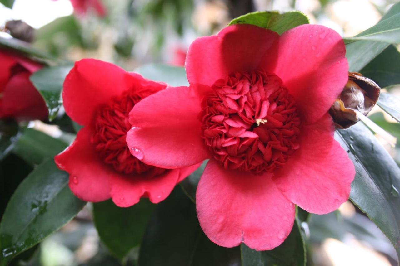 OggebioLa Camelia D'Oroアパートメント エクステリア 写真