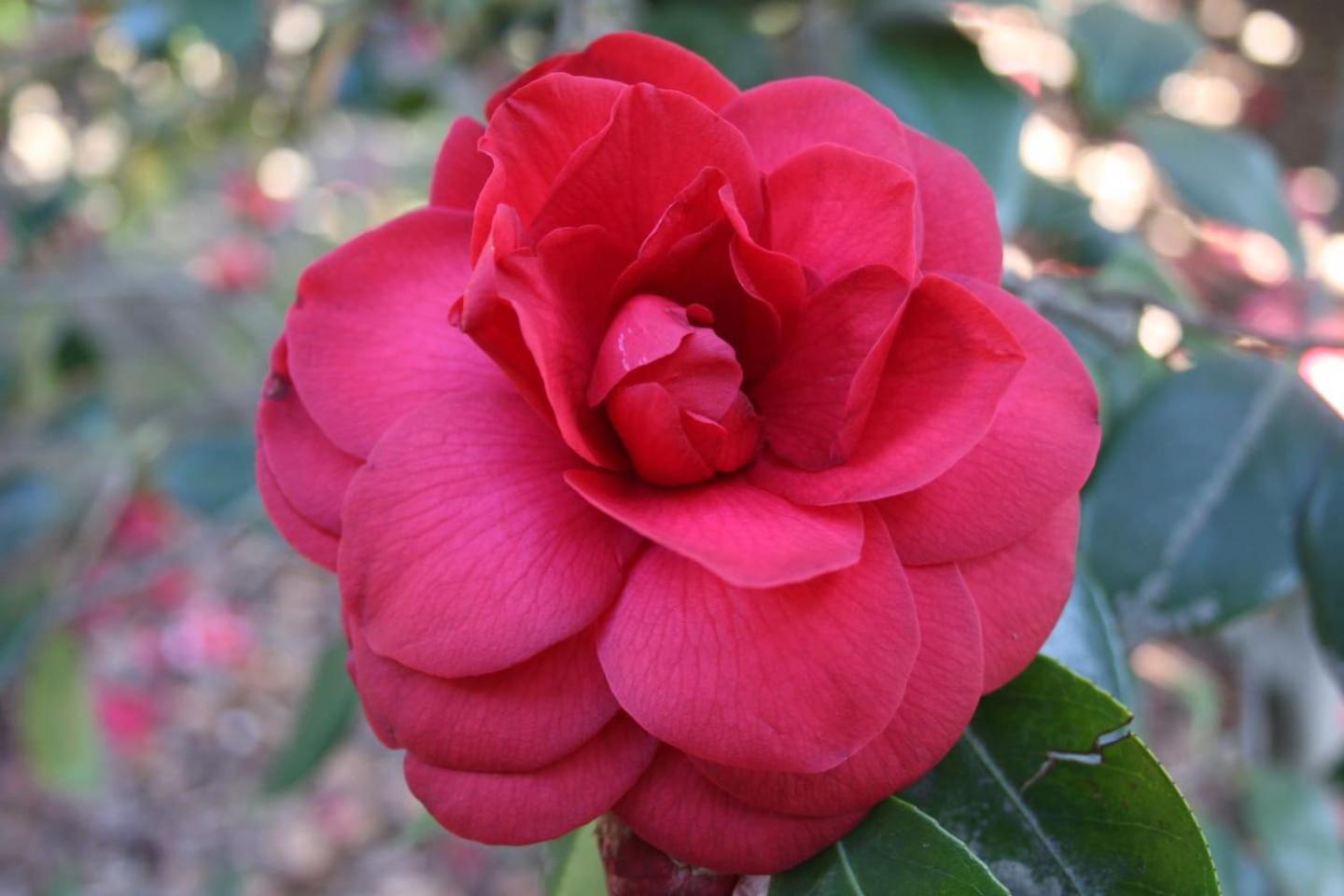 OggebioLa Camelia D'Oroアパートメント エクステリア 写真
