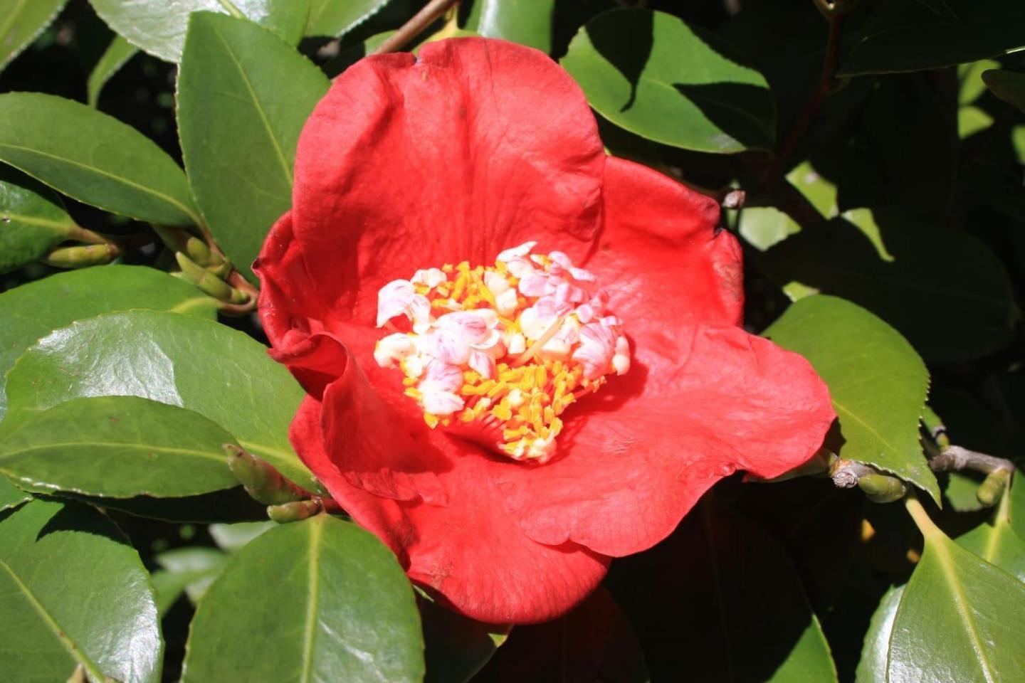 OggebioLa Camelia D'Oroアパートメント エクステリア 写真